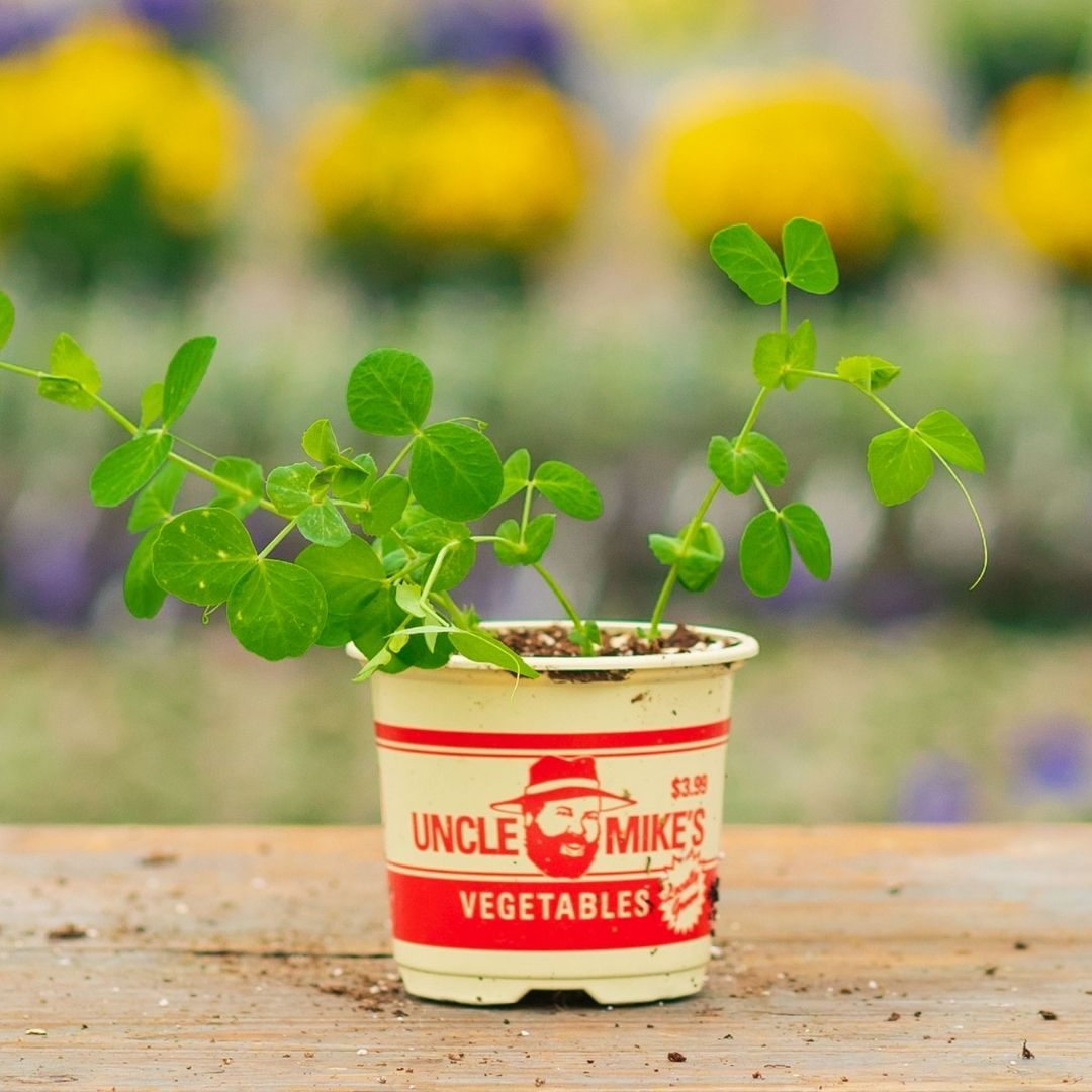Peas – Dwarf Grey Sugar – 4″ Pot